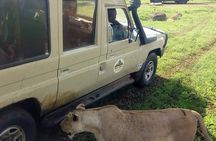 5 Days Camping Tarangire, Serengeti & Ngorongoro crater & Visiting Maasai 