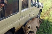  4 Days Big 5 Tour & Cultural Experience