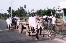 Visit to an Organic Farm in Cumbum Valley - Tamil Nadu