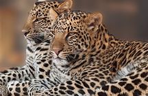 Narlai Leopard Safari and Village Walk