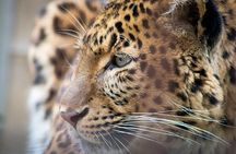 Narlai Leopard Safari and Village Walk