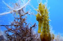 Qualified Diver 1 Tank Dive in Mykonos