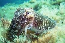 Discover Scuba Diving Adventure in Mykonos