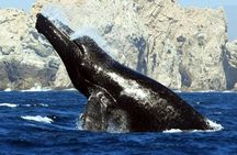 World Class Whale Watching with Breakfast & Open Bar