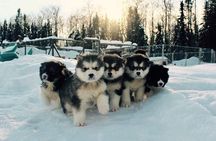 Dog Sled Adventure
