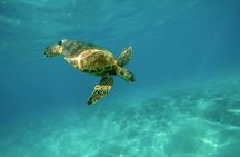 Snorkel with Turtles Gold Coast