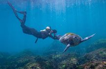 Snorkel with Turtles Gold Coast