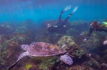 Snorkel with Turtles Gold Coast