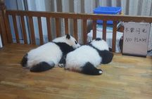 Panda And Cultural Chengdu 1 day tour