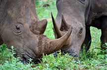 4-Day Hluhluwe Imfolozi and St Lucia Safari from Durban