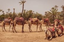 1.5-Hour Small-Group Camel Ride Excursion to Palm Grove from Marrakech