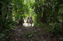 Sarapiqui Forest Horseback Riding Experience in Costa Rica