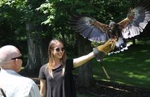 Hands-On Falconry Class