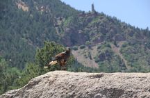 Hands-On Falconry Class