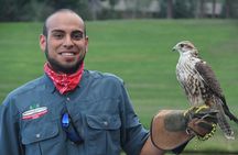 Hands-On Falconry Class