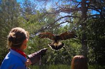 Hands-On Falconry Class
