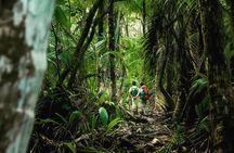 Full-Day Adventure in Corcovado National Park from Drake Bay