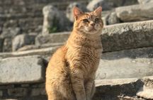 Private Tour: Archaeological Ephesus Private Tour from Kusadasi ( Ephesus ) Port