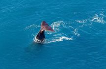 Kaikoura Helicopters Extended Whale Watch flight