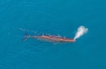 Kaikoura Helicopters Extended Whale Watch flight