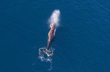 Kaikoura Helicopters Extended Whale Watch flight