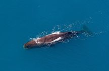 Kaikoura Helicopters Top n Tail Whale Watch flight