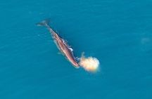 Kaikoura Helicopters Top n Tail Whale Watch flight