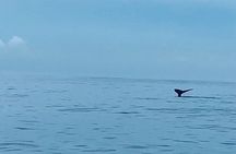 Private Whale Watching and Dolphin Excursion