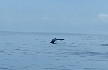 Private Whale Watching and Dolphin Excursion