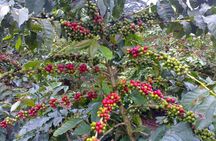 Materuni Waterfall Hike & Coffee Tour