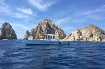 Whale Watching Tour in Los Cabos
