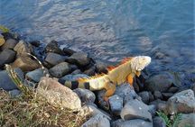 St.Maarten St.Martin Best Prime Tour