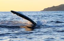 Whale Watching Tour in Los Cabos