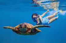 Cook Islands Turtle Tour