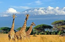 3 Day Amboseli Safari