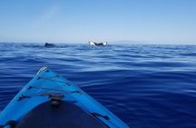 South Shore Turtle Kayak and Snorkel Experience