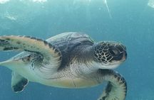 Kayak and Snorkel: Maui West Shore
