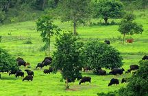 Elephant and Animal Watching in Kuiburi National Park - Join Afternoon Tour