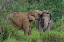Elephant and Animal Watching in Kuiburi National Park - Join Afternoon Tour