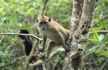 Half-Day Geopark Cruise from Langkawi