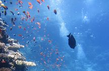 Private Diving Experience in Nusa Dua with Hotel Pick Up