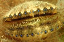 Private Scalloping Charter in Crystal River – Dive for Treasure