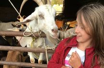 Czech Countryside Villages Tour from Prague with Animal Farm