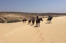 3 hours horse riding in Essaouira, beach, forest and dunes