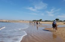 3 hours horse riding in Essaouira, beach, forest and dunes