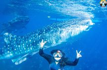 Whale Shark Swimming, Tumalog Falls and Kawasan Canyoneering