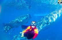 Whale Shark Swimming, Tumalog Falls and Kawasan Canyoneering