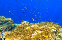 Moalboal Island Hopping (Pescador Island, Sardines and Turtles)