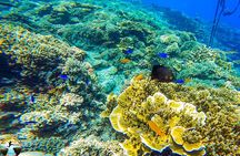 Moalboal Island Hopping (Pescador Island, Sardines and Turtles)