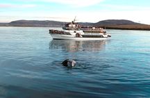 Whale-Watching Boat Tour with Expert Guide from Reykjavik